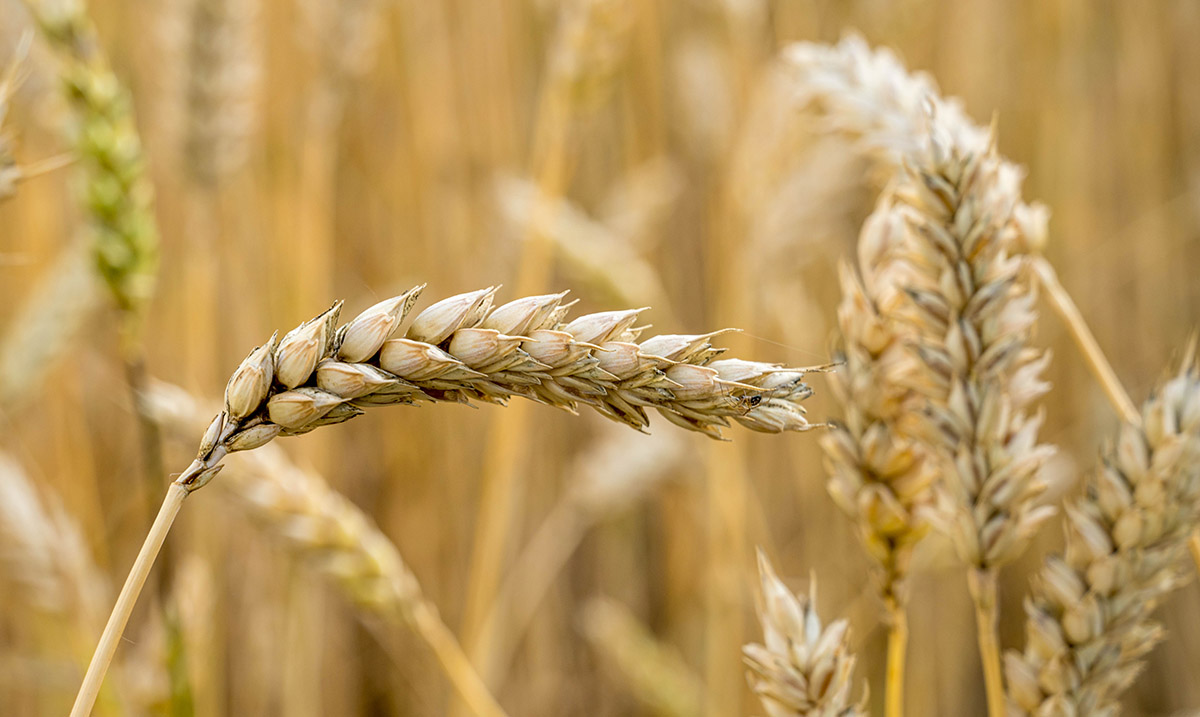 Wheat field