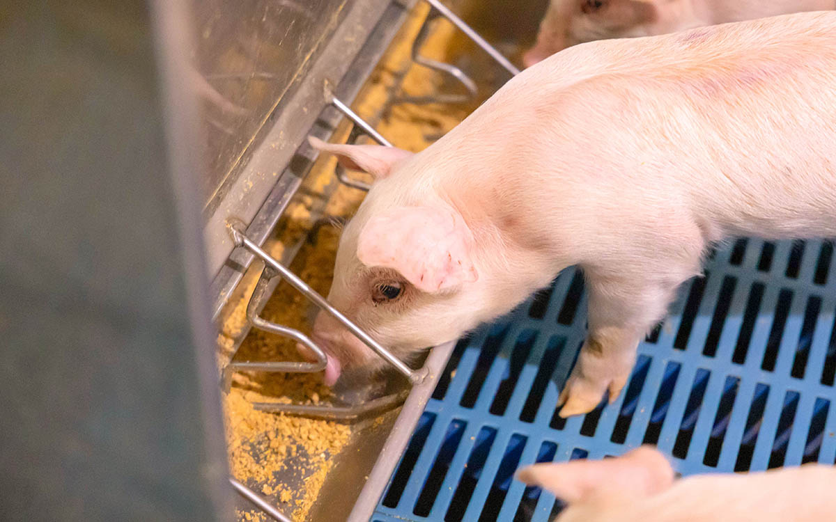 Pig eating soy-based feed