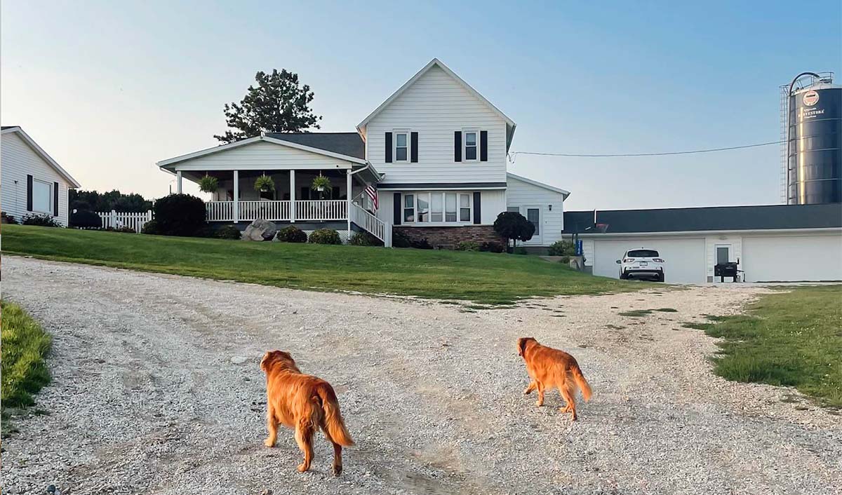 Bushman Farmhouse Two dogs running in farm yard.