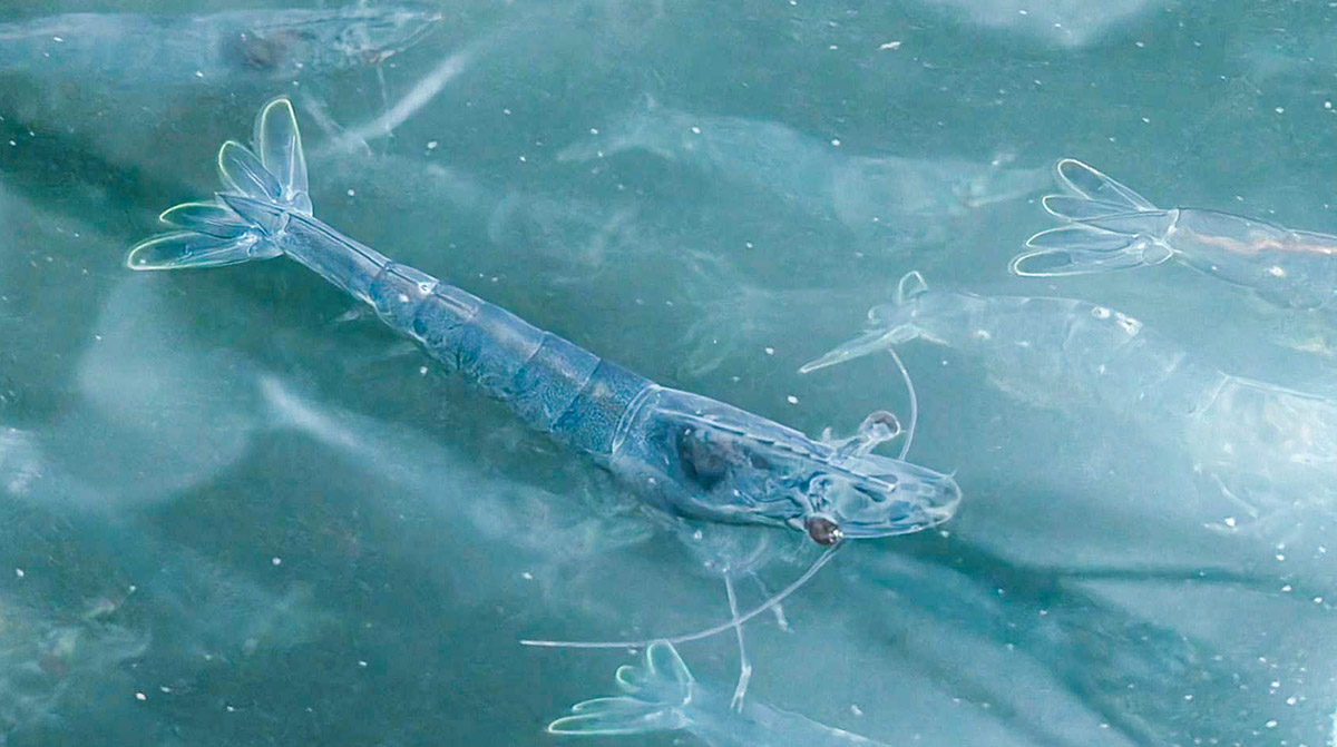 Shrimp/prawn grown in tank