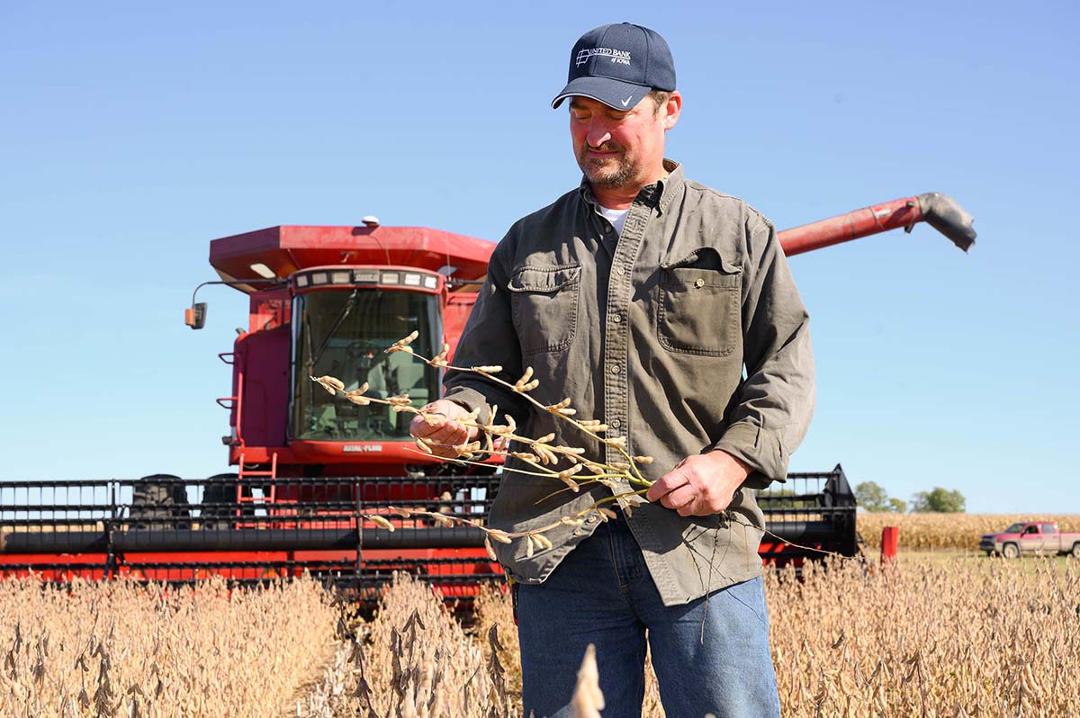 Tim Bardole Farmer checking beans before he combines them.