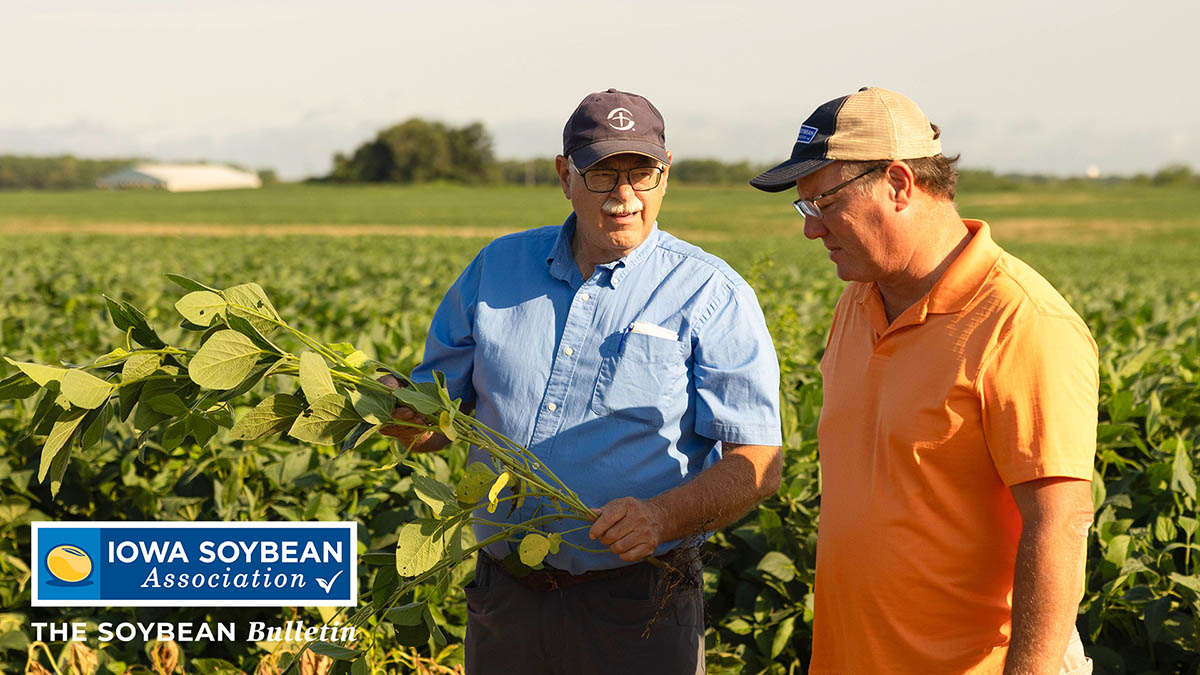 Farmers looking at soybeans in field