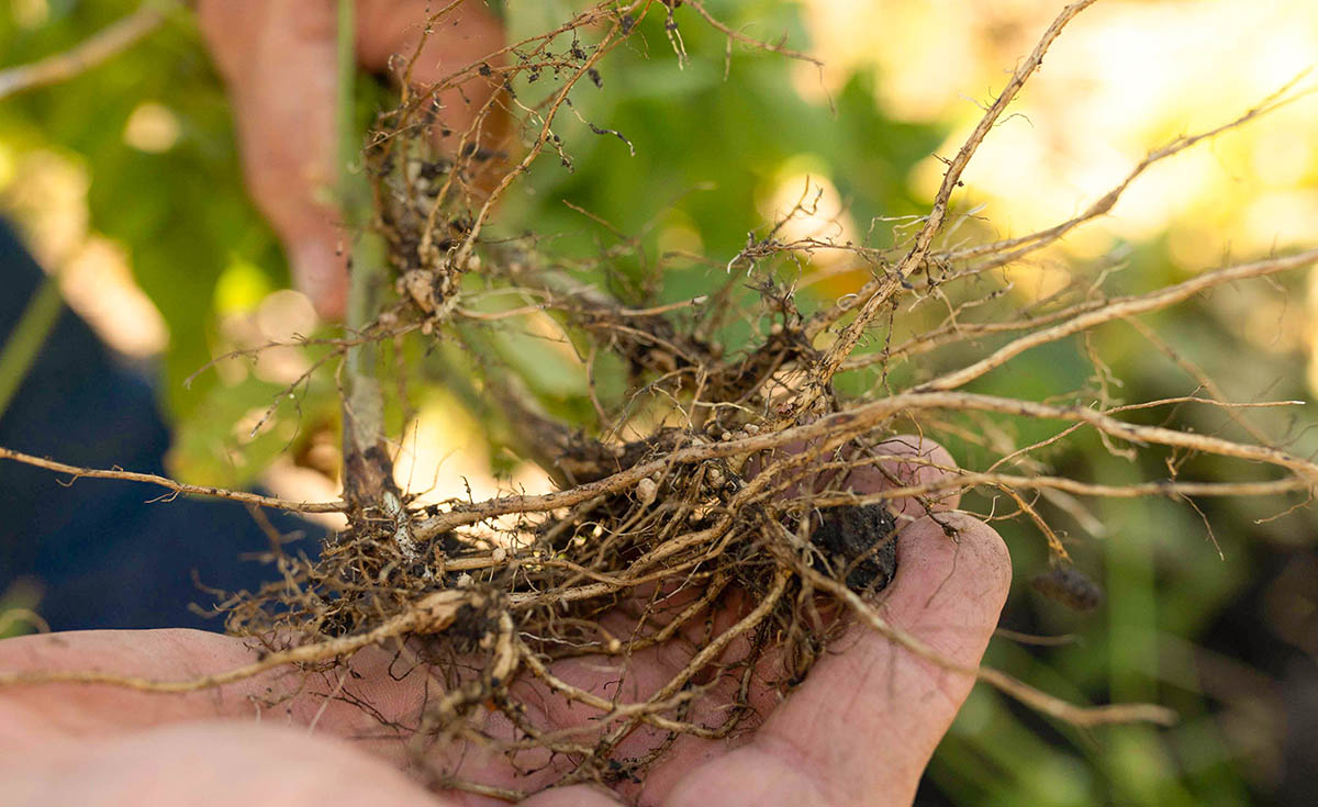 Soybean Cyst Nematode Iowa State University researcher checking soybean roots