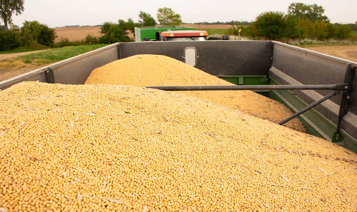 Wagon holding soybeans in the fall