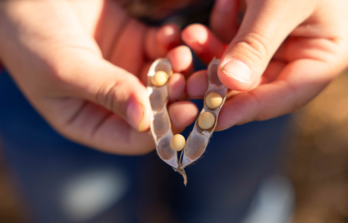 Hands holding soybeans