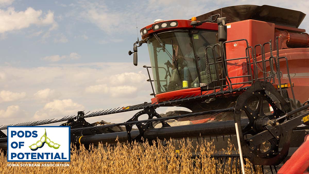 Red combine harvests soybeans in Iowa