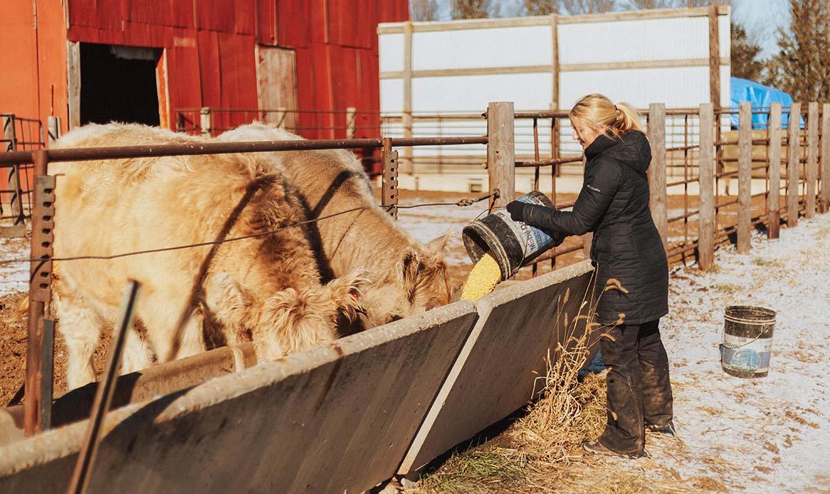 Abby Badger feeding cattle on winter day