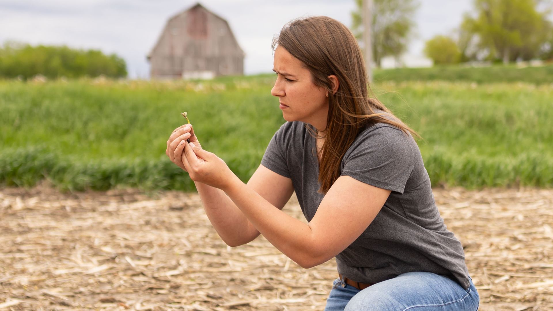 Farmer examines soybean seedling