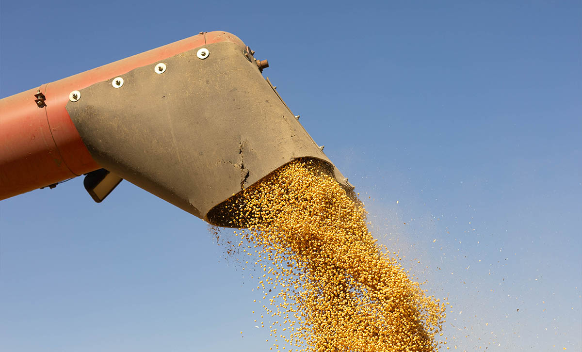 Loading soybeans in grain cart