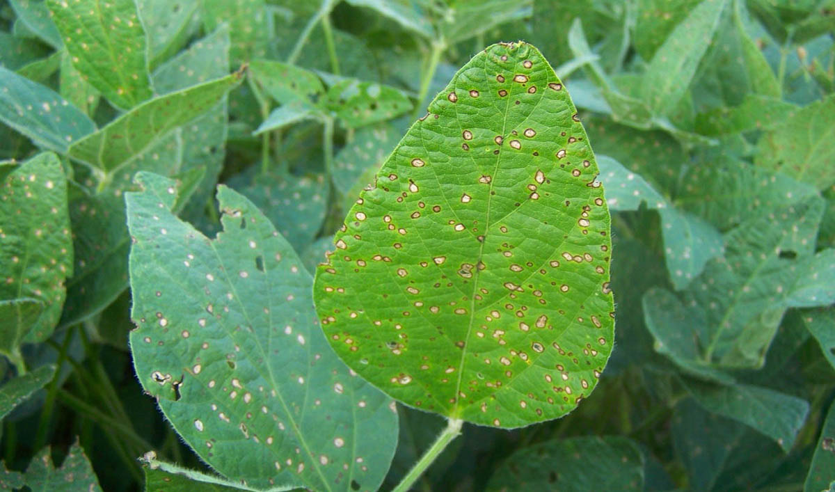 Spots on a soybean leaf