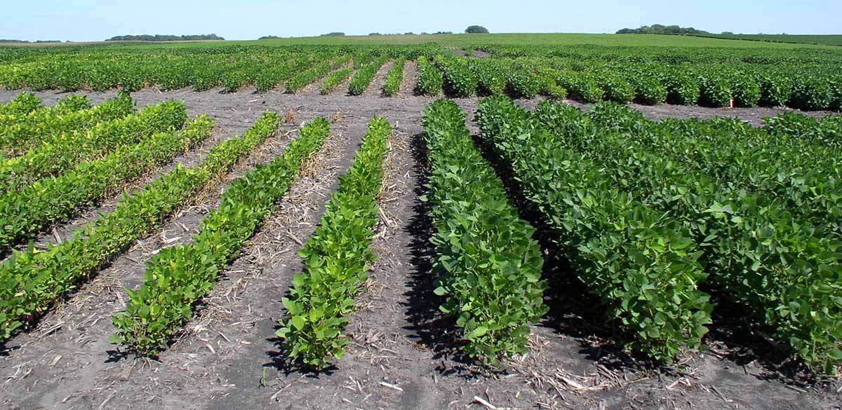 Two varieties of soybeans planted next to each other