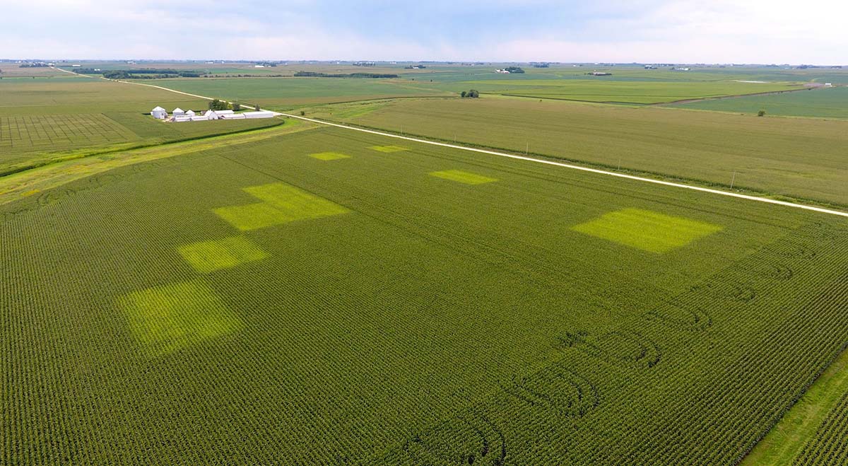 Aerial photo of corn field running a nitrogen trial.
