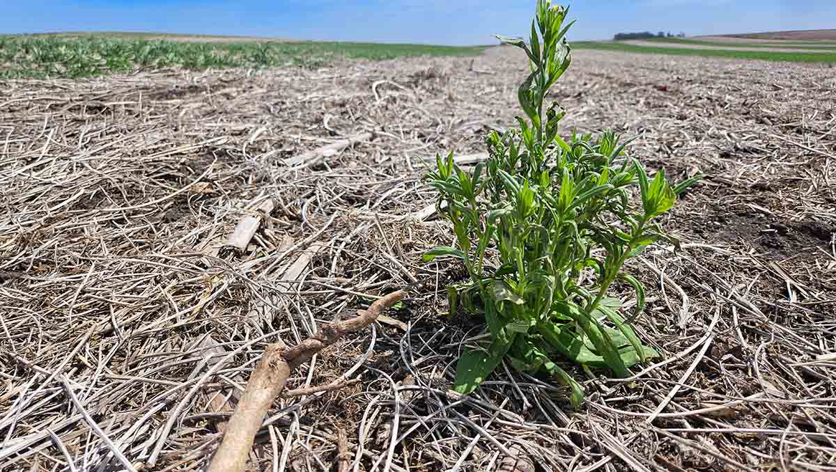 Weed among crop stubble in field