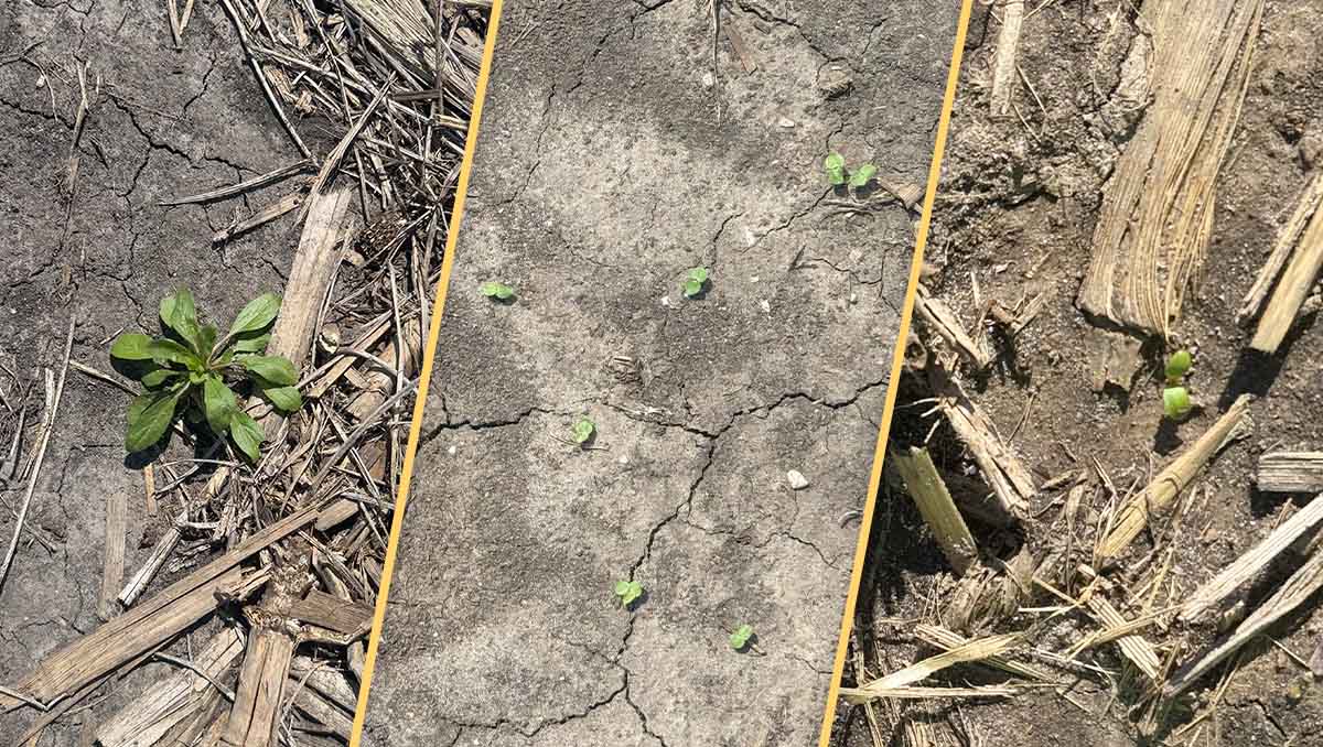 Weeds in Iowa field during the spring