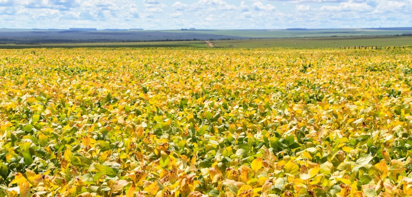 Soybeans growing in Mato Grosso