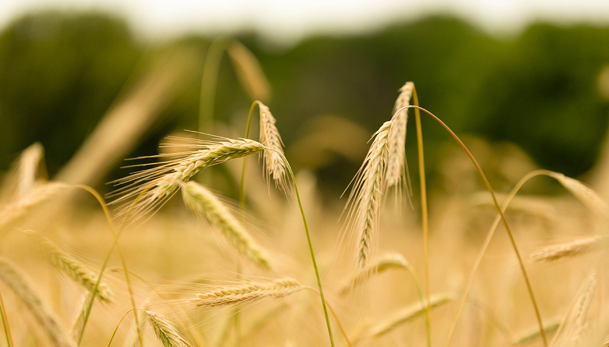 Wheat Field