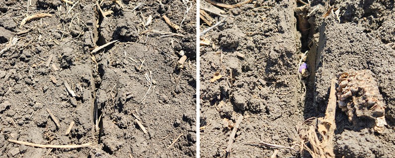 Planted too Wet Seed sitting in furrow