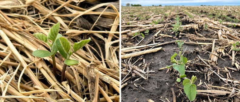 Seedlings During Wet Spring Wet soil with soybean seedlings