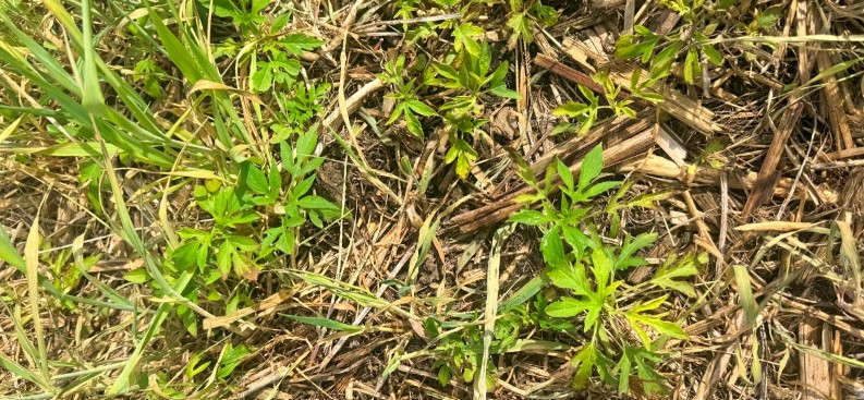 Weeds in the Spring of 2026 Weeds getting rather large in field