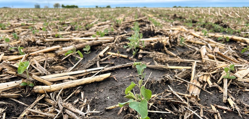 Soybean seedlings in soggy field