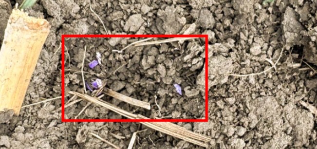 Seeds Partially Eaten Seeds pulled out of furrow