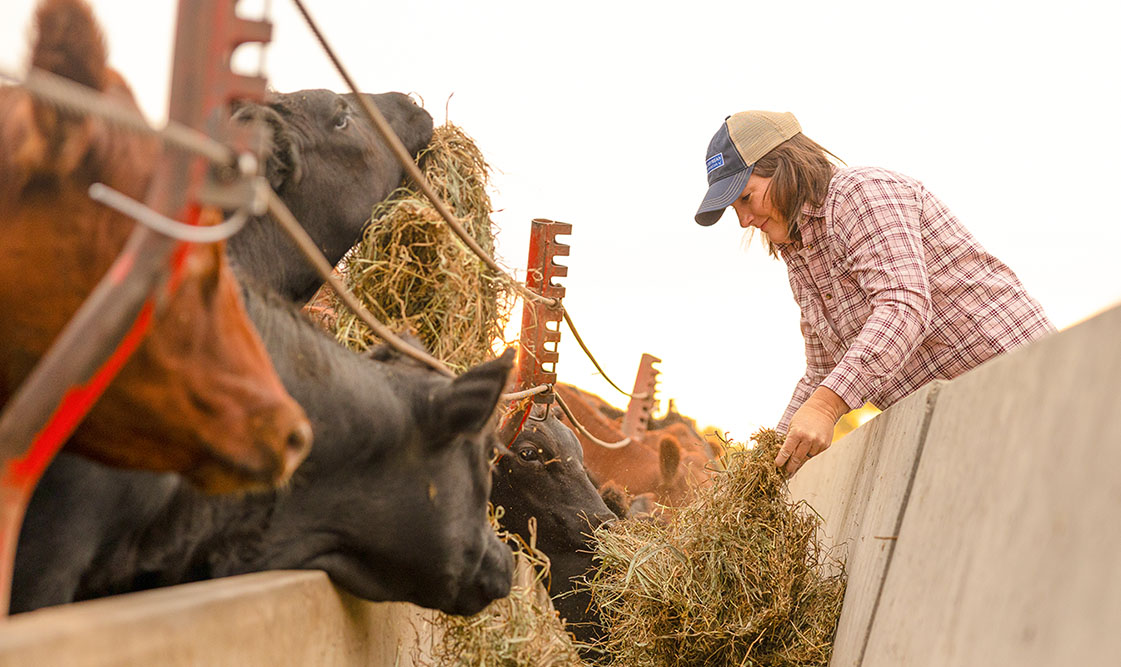 Summer Ory feeds cattle