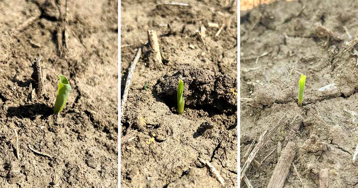 Corn Emerging Small corn seedling