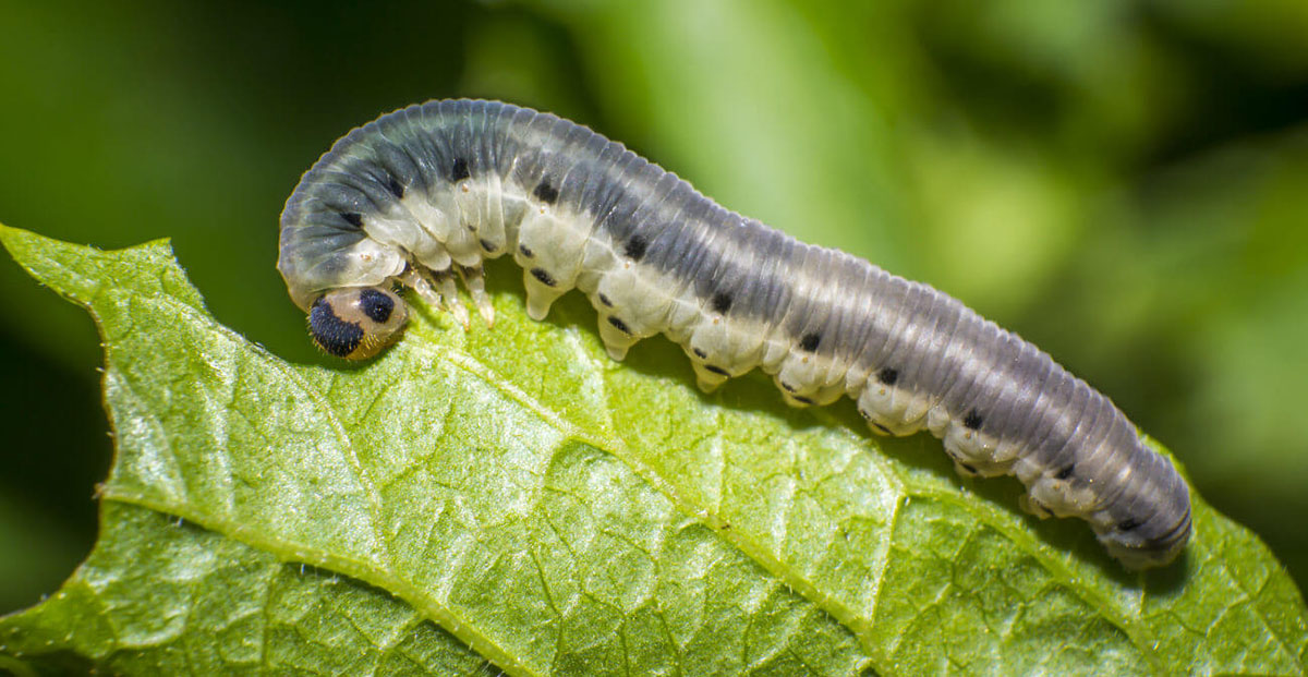 Worm chowing down on a leaf