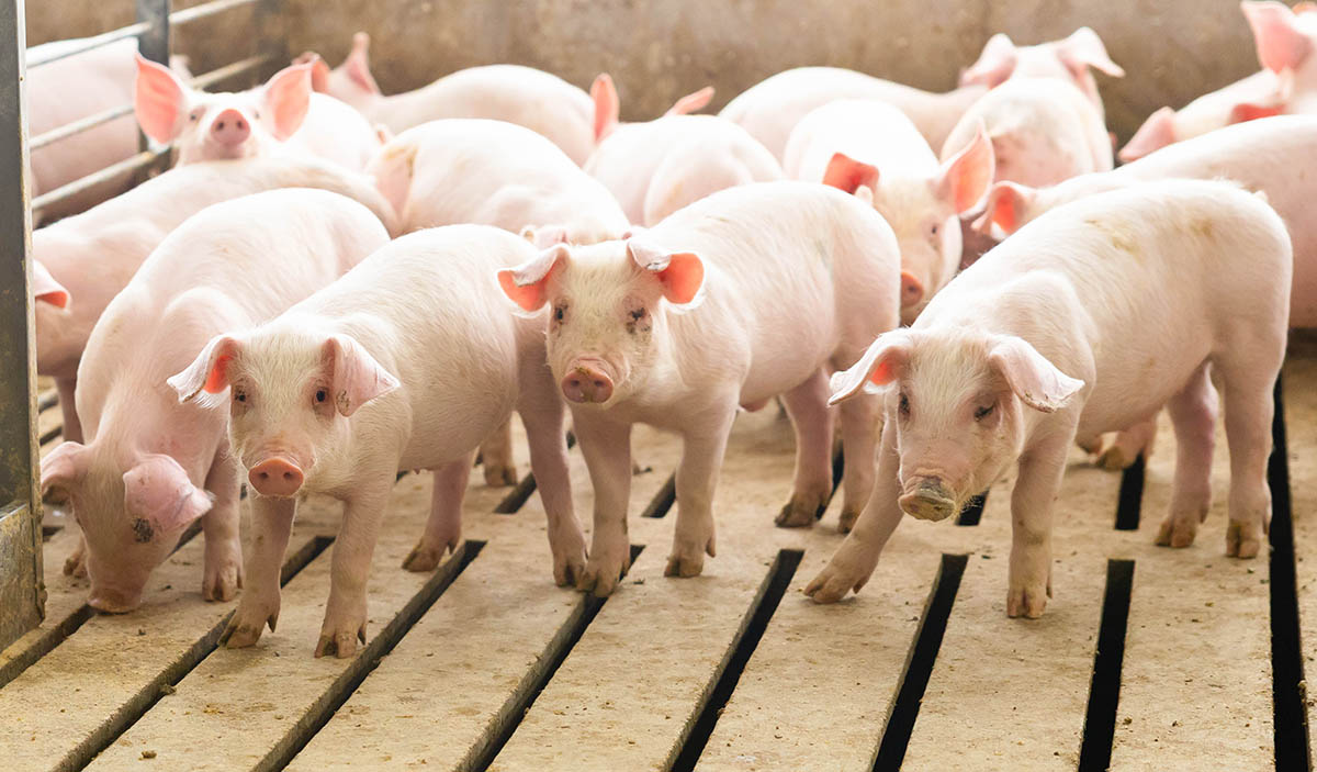 Pigs in barn