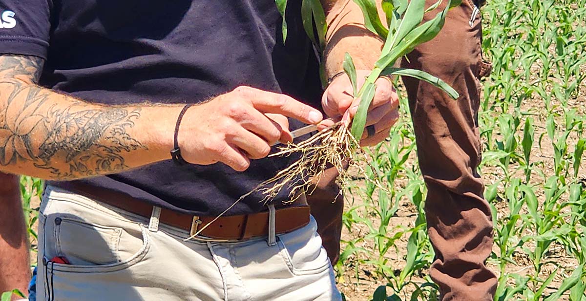 Cody Goins at field day near Villisca Looking at corn roots
