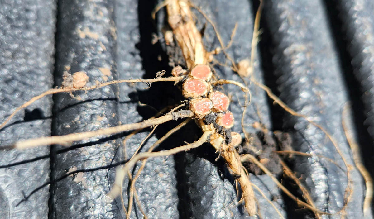 Root Nodulation Nodules on roots cut open to reveal pink inside