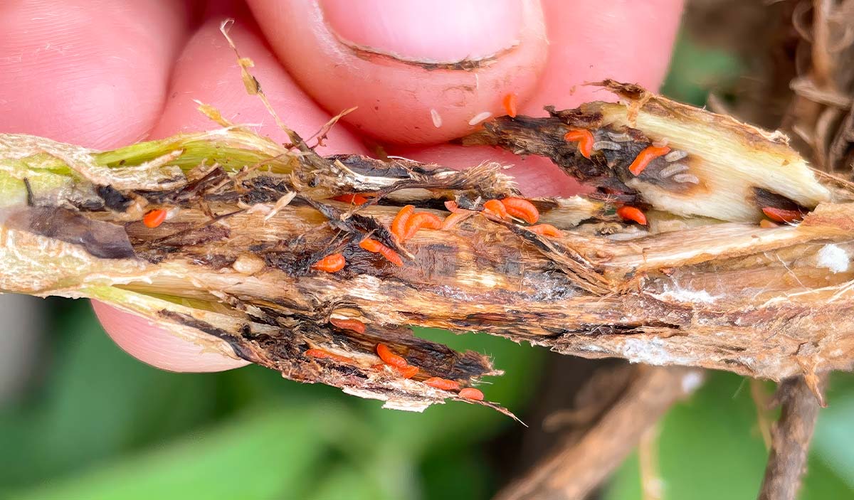Soybean Gall Midge Midge species eating soybeans
