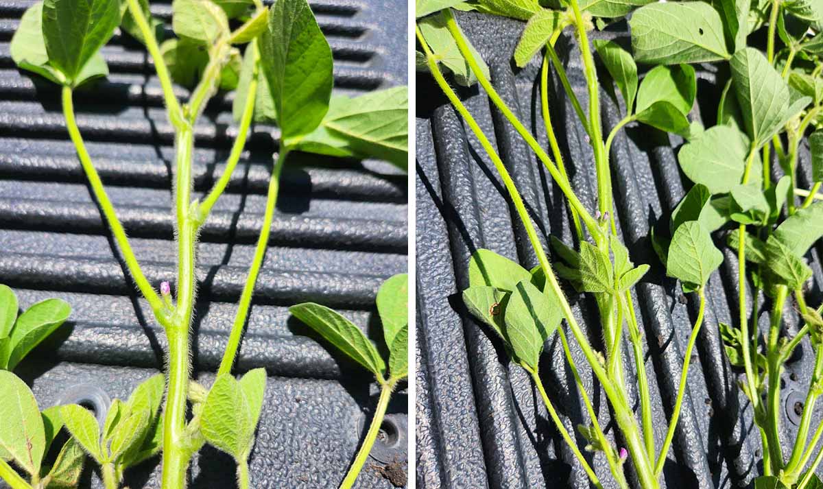 Current Soybean Progress Flower bud on soybean plant