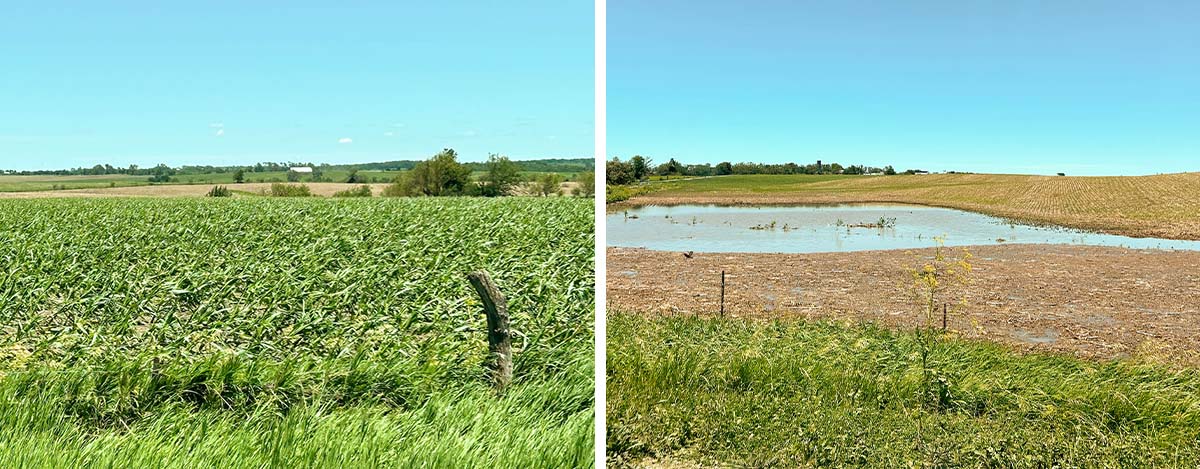 Recent Storm Damage Flooded field and damaged corn