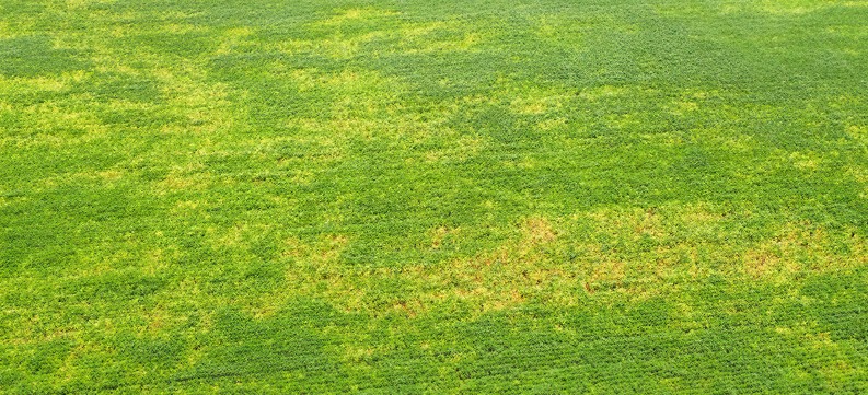 Emerging Soybean Disease Red crown rot yellowing leaves on soybeans