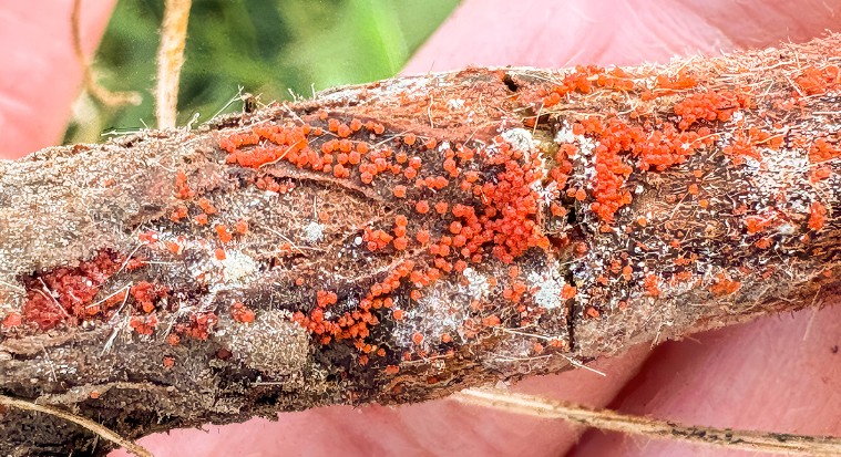 Reddish spore-bearing structures on the lower stem