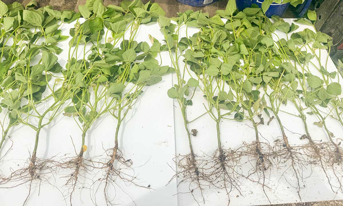 Victrato Versus Standard Treatment Soybean plants on poster board comparing roots