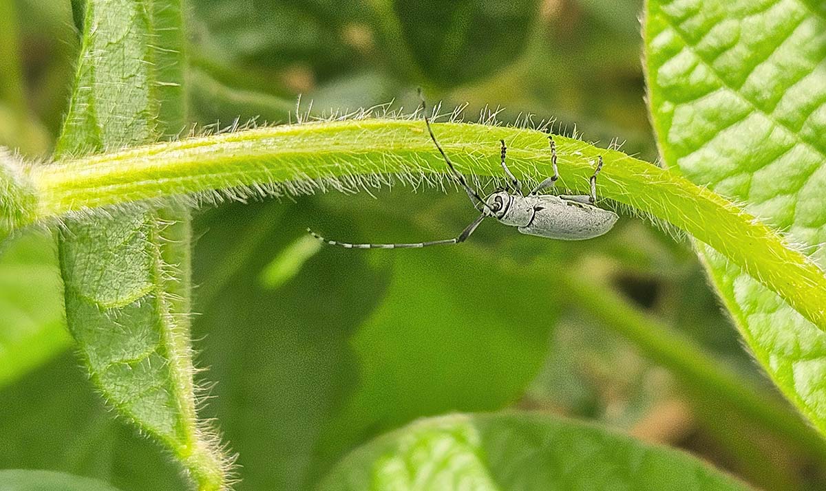Close-up insectwalking on soybean stem