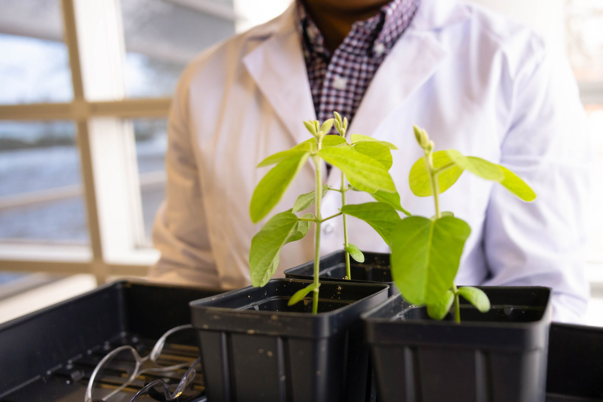 Soy Bean Plants in a Lab