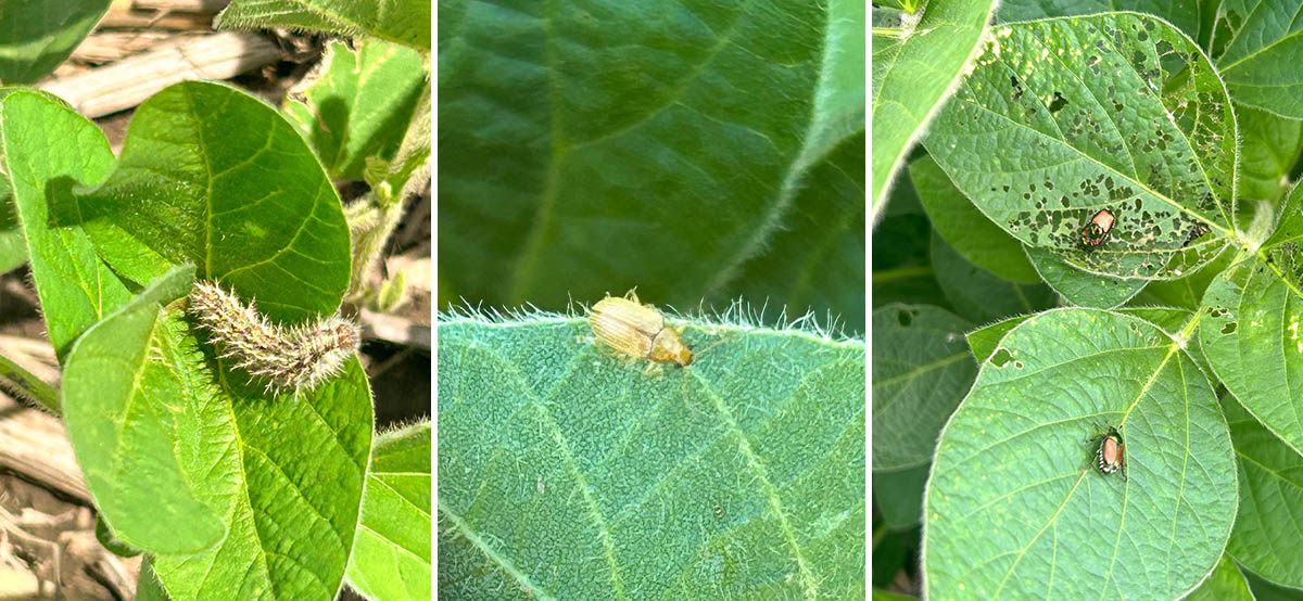 Soybean Pests Close-up photo of insects in soybean field