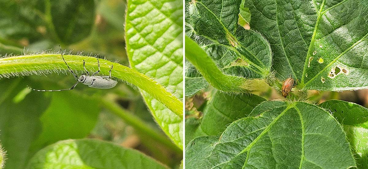 Dectes Stem Borer and Colaspis Beetle Close-ups of soybean pests