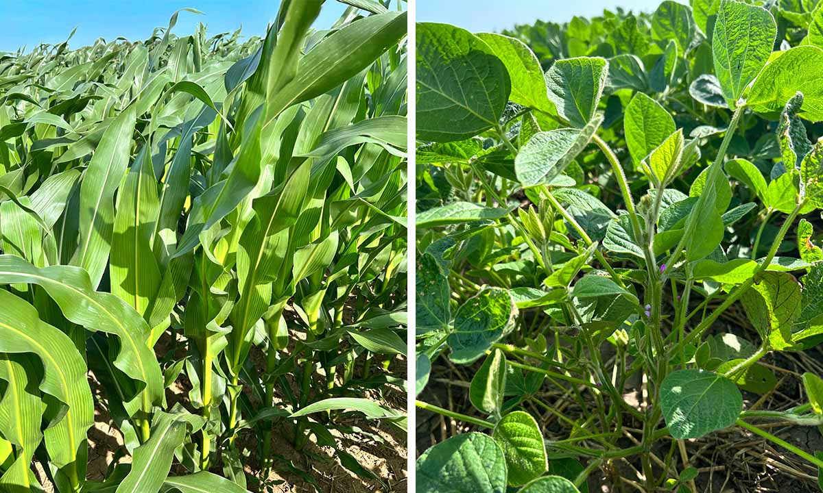 Crop Growth Update Corn and soybean growth in the summer