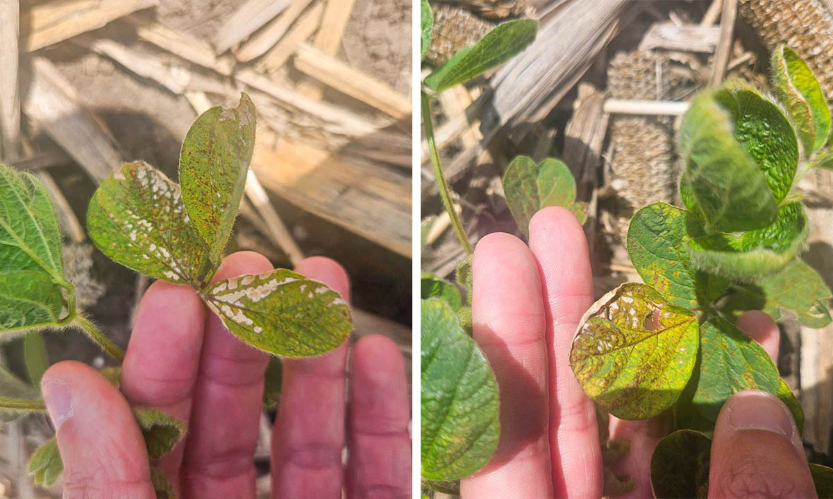 Noticing Herbicide Damage in Soybeans Herbicide damage in the heat