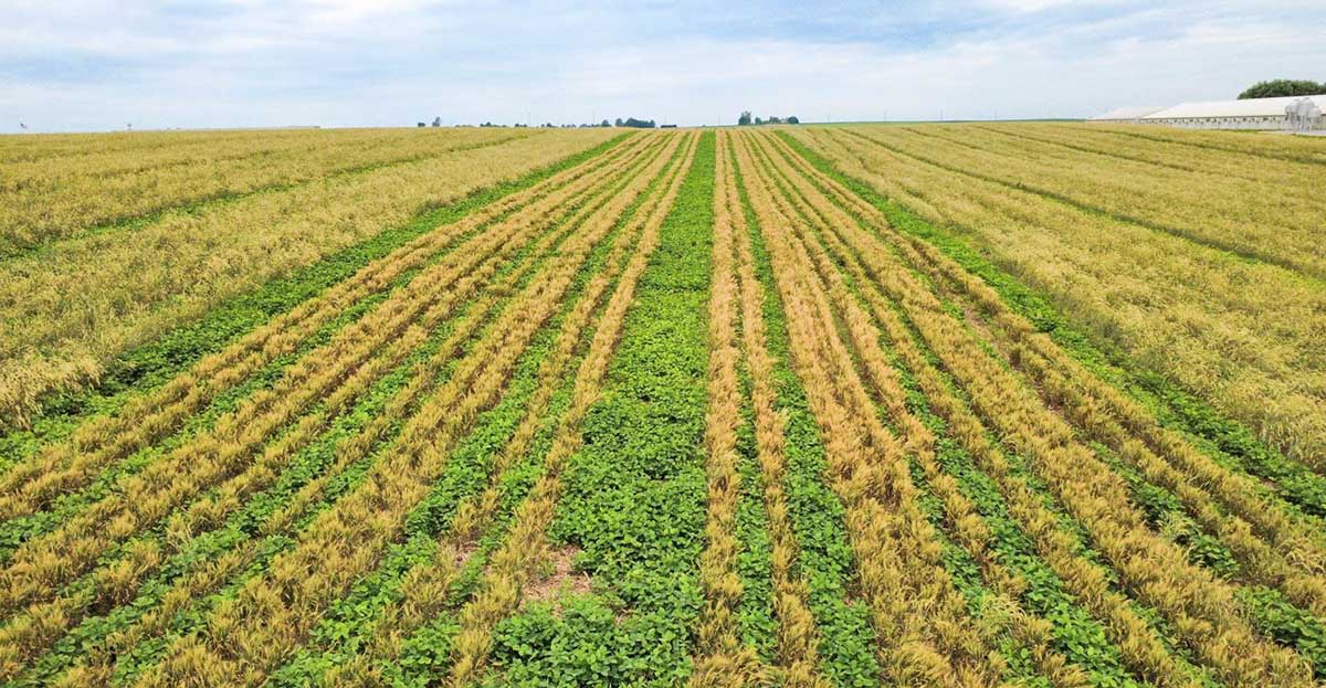 Relay cropping trial