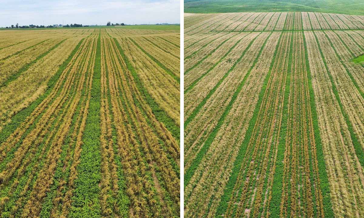 Relay Cropping Progress Aerial photo of field that's relay cropped