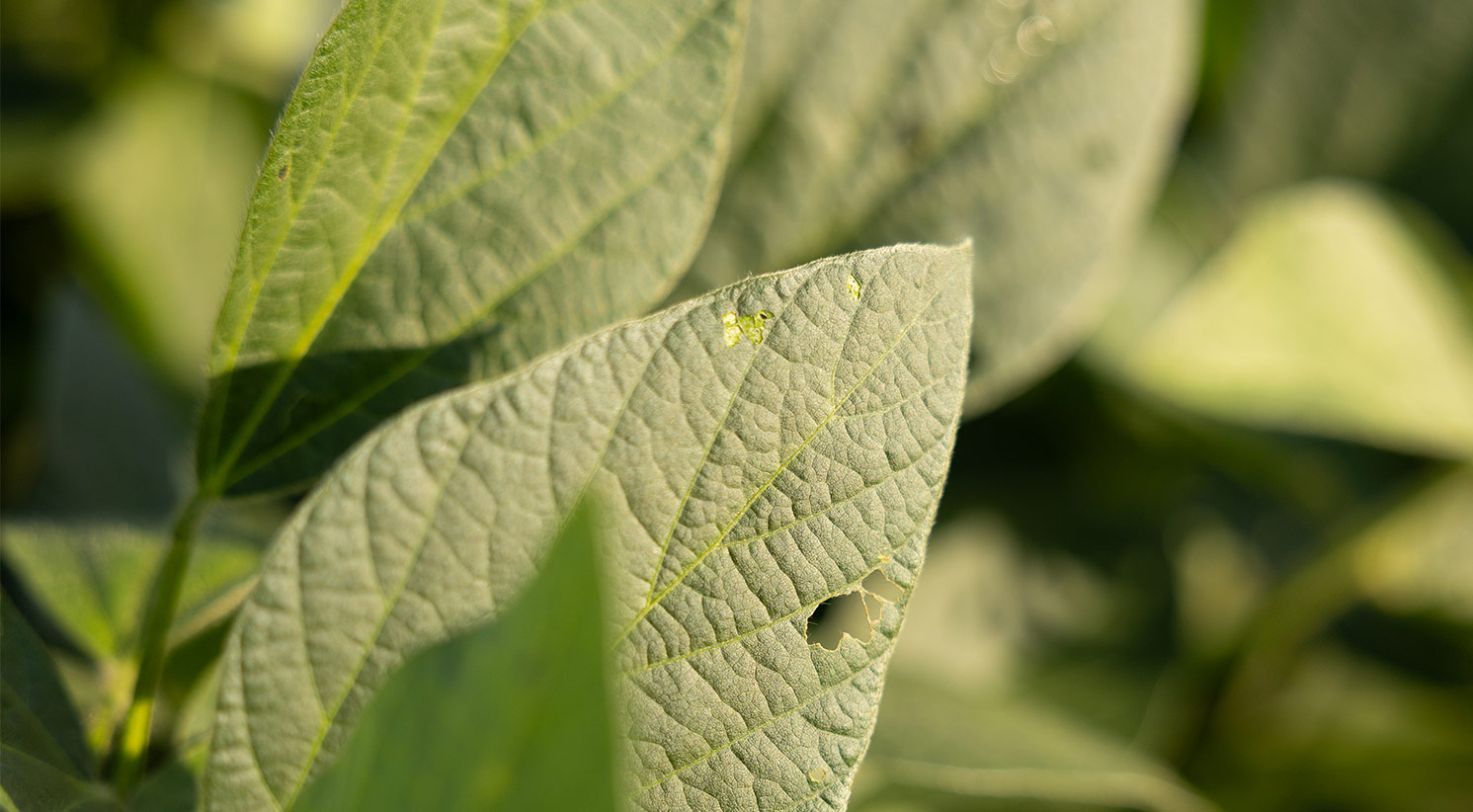 Iowa Soybeans