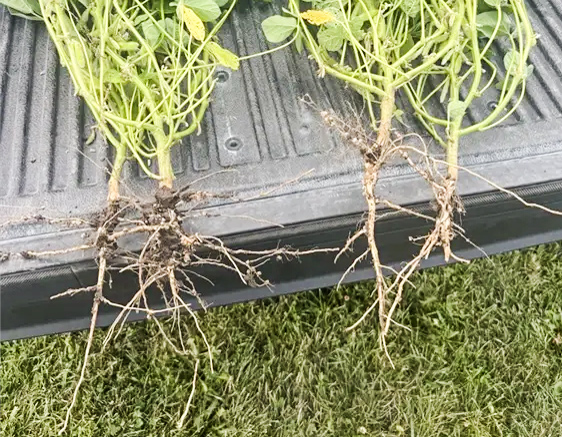 Root Comparison