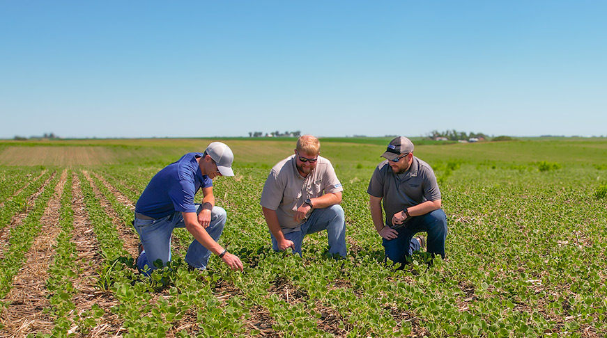 Research Agronomists in Field