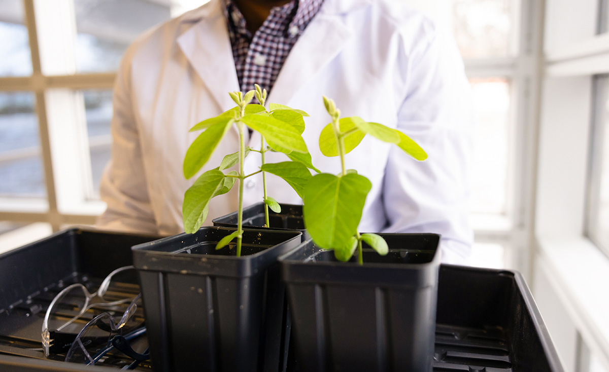 Soy Bean Plants in a Lab
