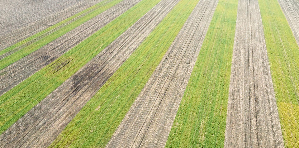 Cover Crop Strips